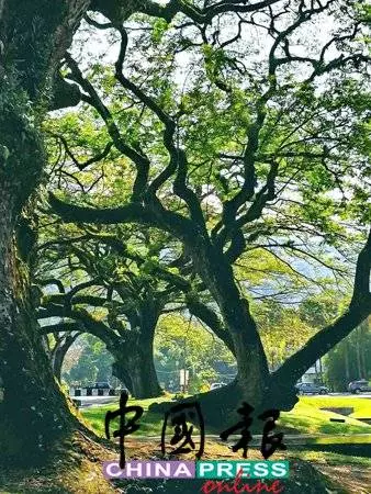 大馬之光! 太平列「全球最宜居城市」前三名