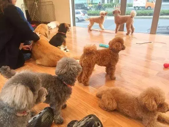 日本奇怪的動物咖啡廳,這是喝咖啡還是逛動物園啊……
