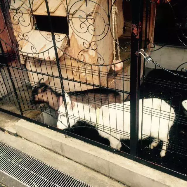 日本奇怪的動物咖啡廳,這是喝咖啡還是逛動物園啊……