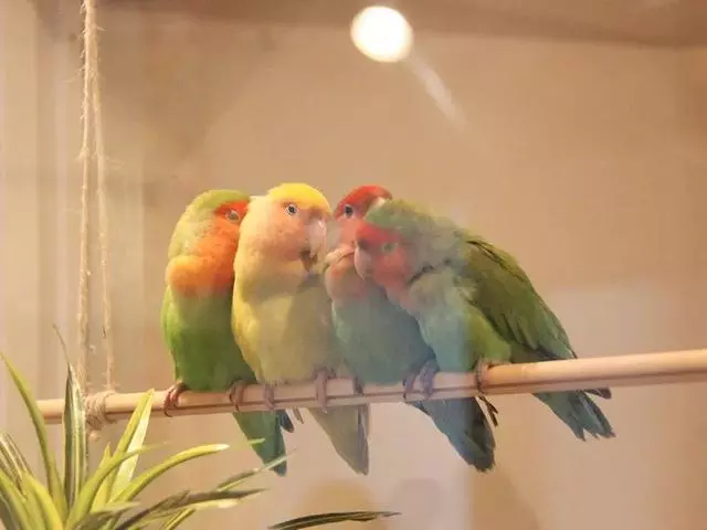 日本奇怪的動物咖啡廳,這是喝咖啡還是逛動物園啊……