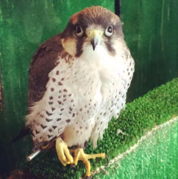 日本奇怪的動物咖啡廳,這是喝咖啡還是逛動物園啊……