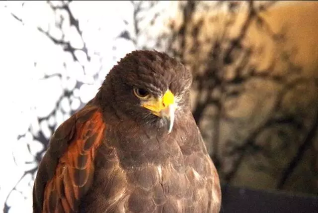 日本奇怪的動物咖啡廳,這是喝咖啡還是逛動物園啊……