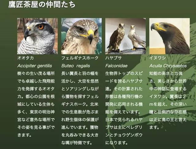 日本奇怪的動物咖啡廳,這是喝咖啡還是逛動物園啊……