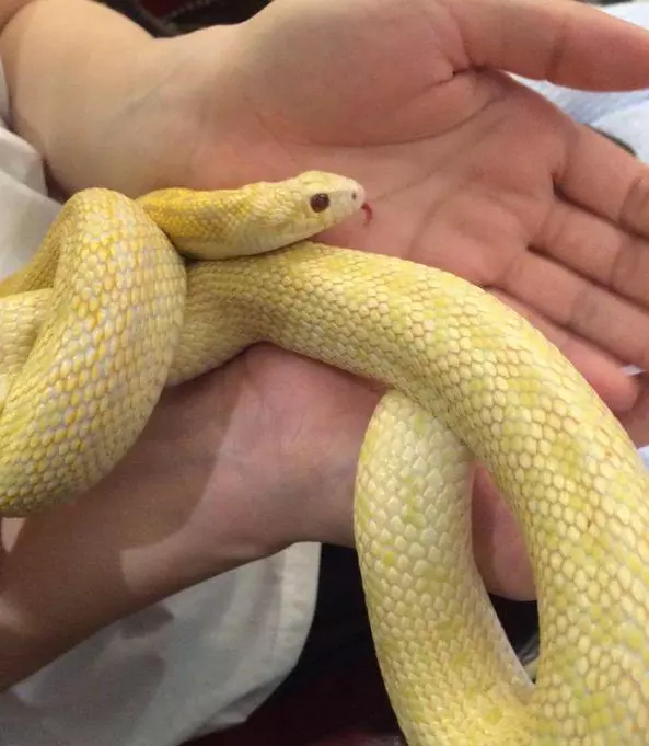 日本奇怪的動物咖啡廳,這是喝咖啡還是逛動物園啊……
