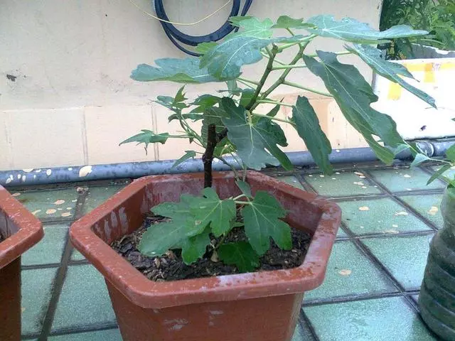 想吃無花果?你可以自己種!陽台栽2盆,當年掛果,現吃現摘!