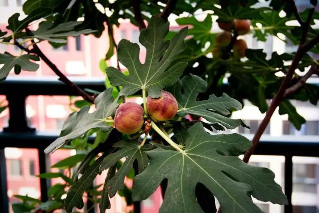 想吃無花果?你可以自己種!陽台栽2盆,當年掛果,現吃現摘!