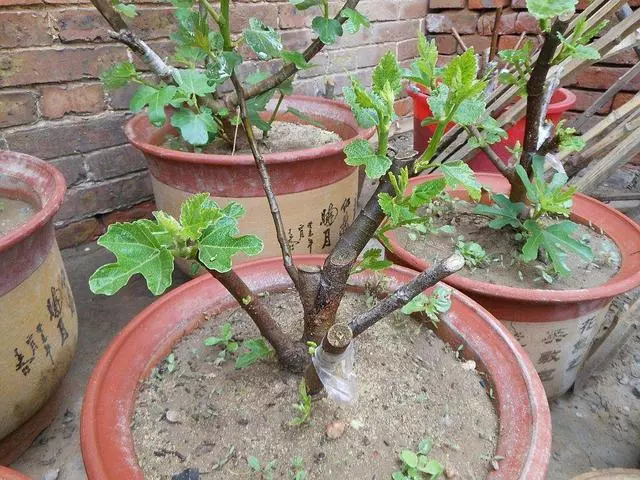 想吃無花果?你可以自己種!陽台栽2盆,當年掛果,現吃現摘!