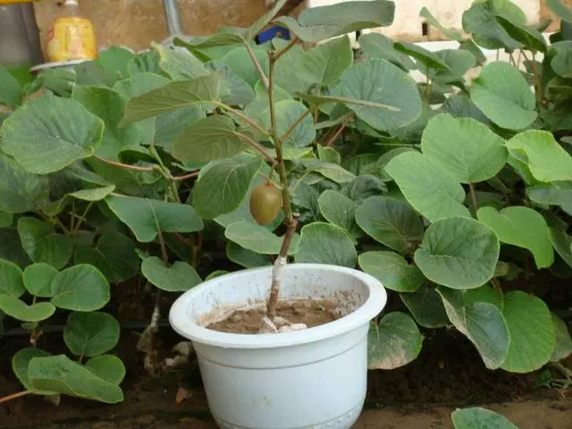 想吃無花果?你可以自己種!陽台栽2盆,當年掛果,現吃現摘!