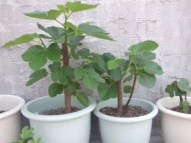 想吃無花果?你可以自己種!陽台栽2盆,當年掛果,現吃現摘!