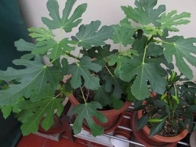 想吃無花果?你可以自己種!陽台栽2盆,當年掛果,現吃現摘!