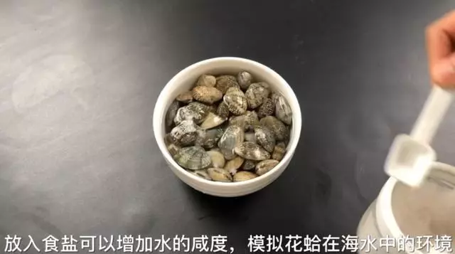 洗花蛤沙子越洗越多!用這2個小方法,花蛤吐沙又快又徹底!
