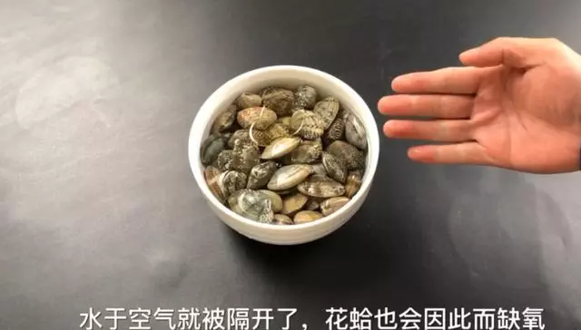 洗花蛤沙子越洗越多!用這2個小方法,花蛤吐沙又快又徹底!