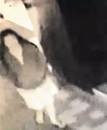 【獅城情侶赴台棄嬰】獅城5名CID赴台 或與棄嬰案警官接觸 !