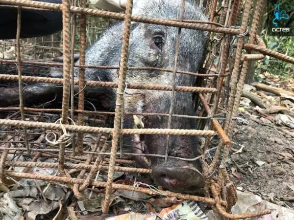墜非法狩獵者陷阱 野豬猛撞鐵籠死 !