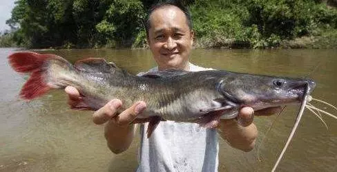 大馬最貴的十種河魚!沒想到排名第一的魚竟然是它!一條魚可以賣到這逆天的價格!這輩子估計吃不上一條咯. !