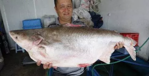 大馬最貴的十種河魚!沒想到排名第一的魚竟然是它!一條魚可以賣到這逆天的價格!這輩子估計吃不上一條咯. !