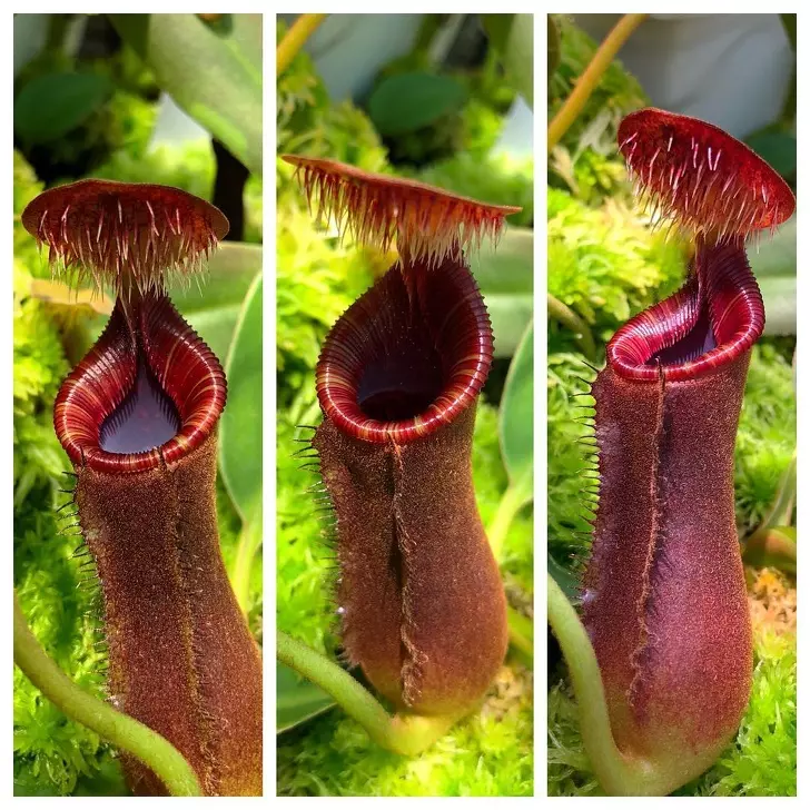 親眼看會被嚇到往後退 8種「擁有超能力」的驚奇植物 !