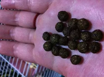 4種「 天然肥」,陽台盆栽蔬菜不用愁,花盆埋一些,葉子綠又大