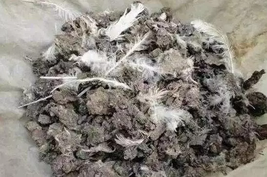 4種「 天然肥」,陽台盆栽蔬菜不用愁,花盆埋一些,葉子綠又大