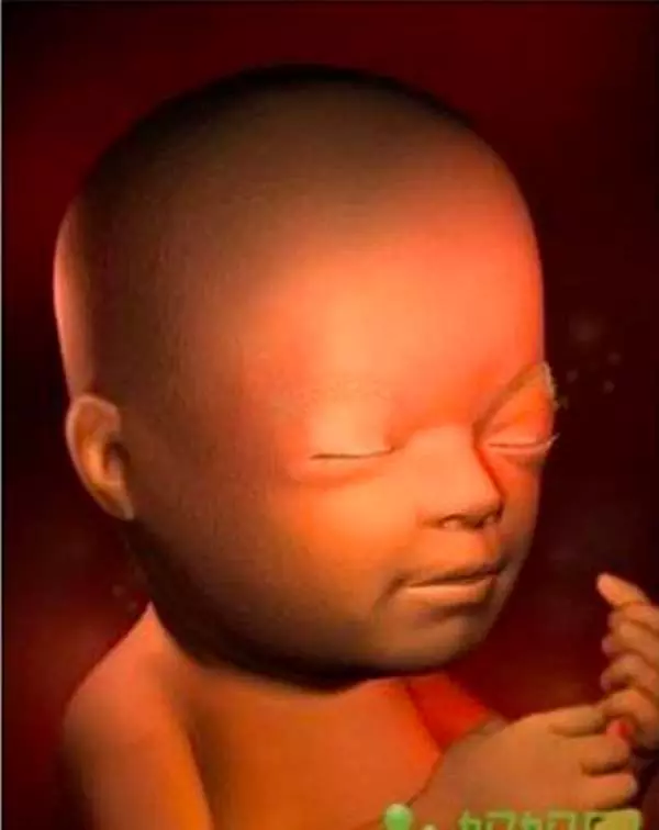 在媽媽肚子裡,寶寶每週的變化讓人感動!這些珍貴的畫麵,女人該看,男人更該看!