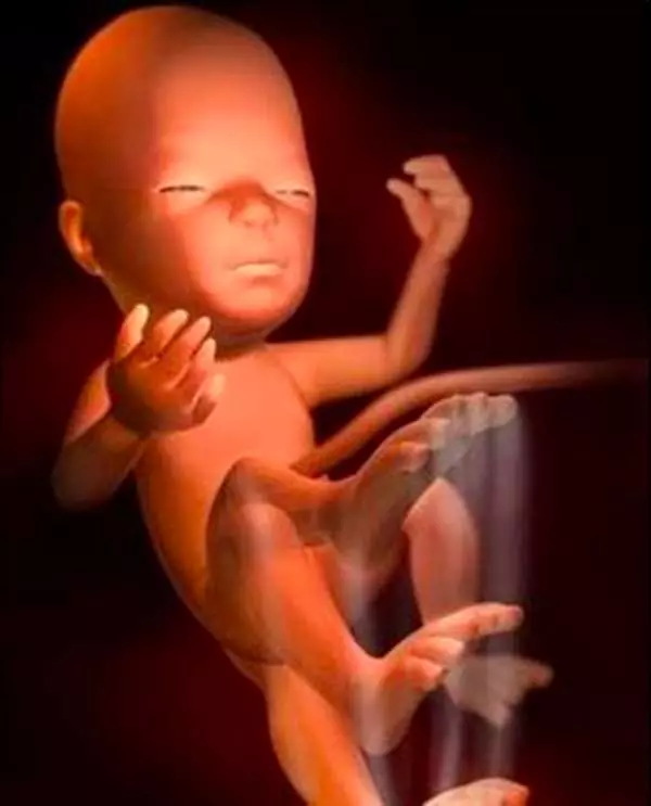 在媽媽肚子裡,寶寶每週的變化讓人感動!這些珍貴的畫麵,女人該看,男人更該看!