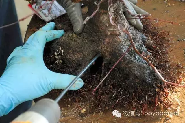 盆景缺枝?可以這樣做