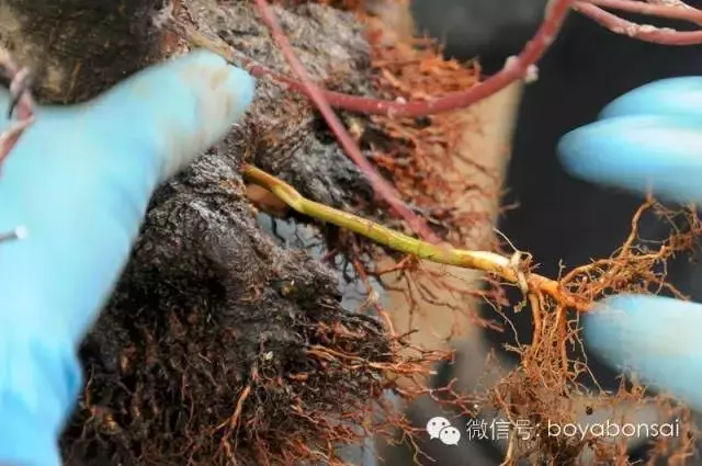 盆景缺枝?可以這樣做