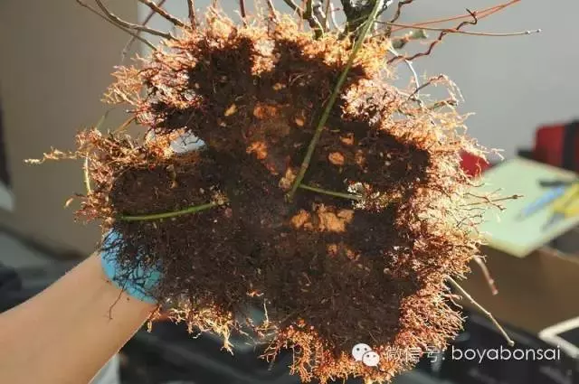 盆景缺枝?可以這樣做