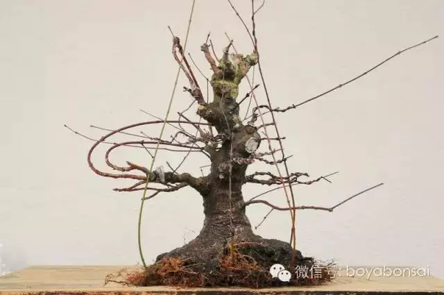 盆景缺枝?可以這樣做