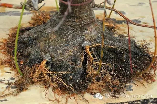 盆景缺枝?可以這樣做
