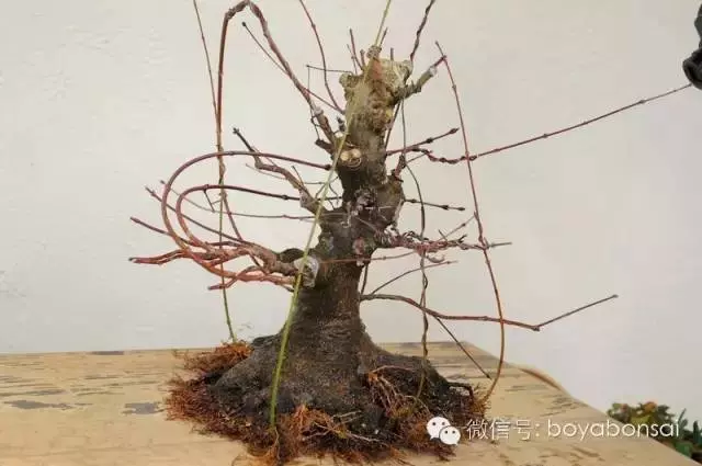 盆景缺枝?可以這樣做
