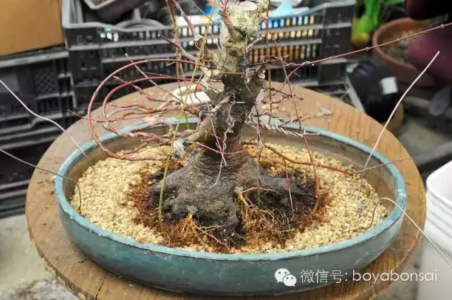 盆景缺枝?可以這樣做