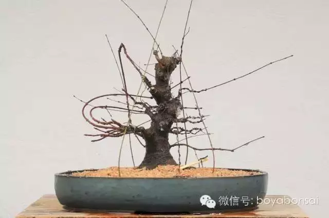 盆景缺枝?可以這樣做