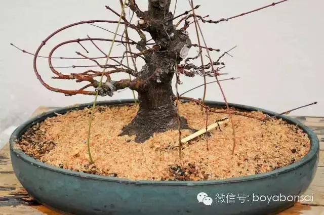 盆景缺枝?可以這樣做
