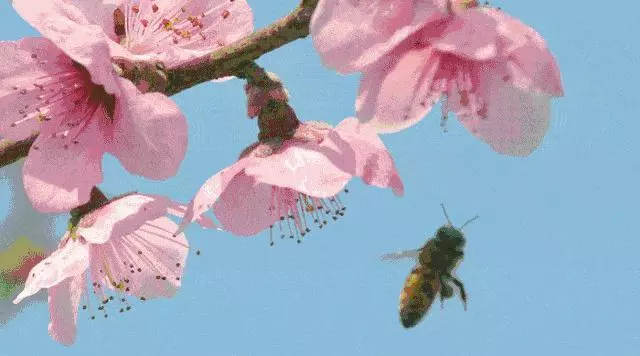 良心記者揭露蜂蜜市場驚天騙局!親赴深山,發現土蜂蜜驚人真相!
