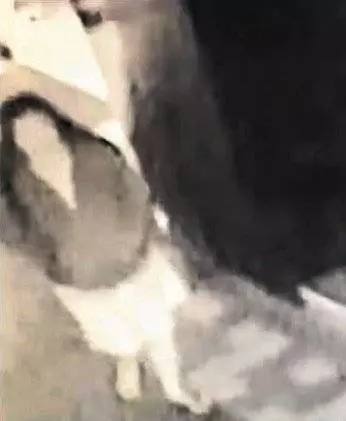 【獅城情侶赴台棄嬰】獅城5名CID赴台 或與棄嬰案警官接觸 !