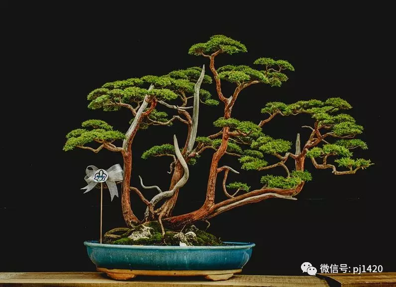 賞馬來西亞盆景,感受異國風情!