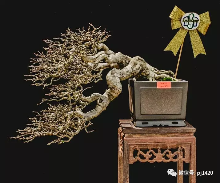 賞馬來西亞盆景,感受異國風情!