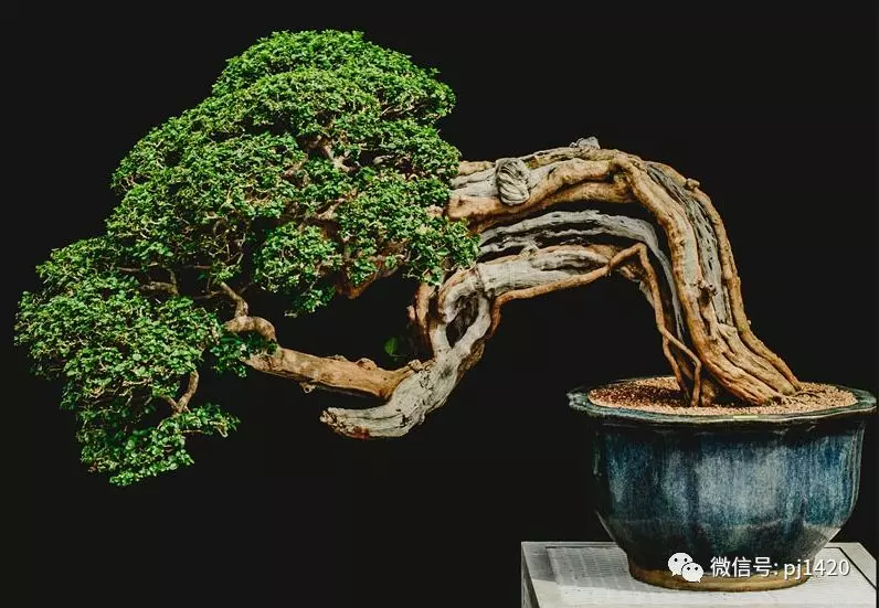 賞馬來西亞盆景,感受異國風情!