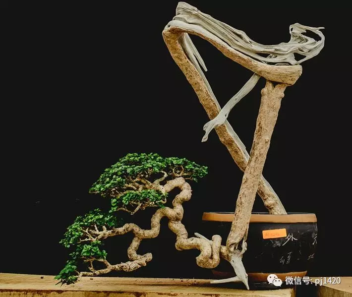 賞馬來西亞盆景,感受異國風情!