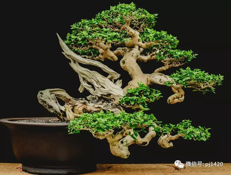 賞馬來西亞盆景,感受異國風情!