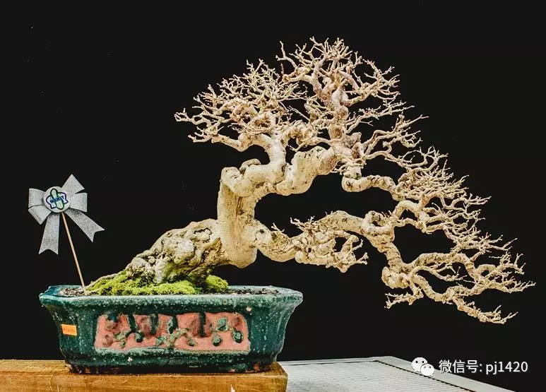 賞馬來西亞盆景,感受異國風情!