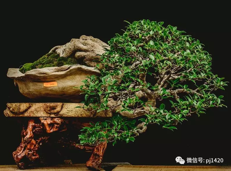 賞馬來西亞盆景,感受異國風情!