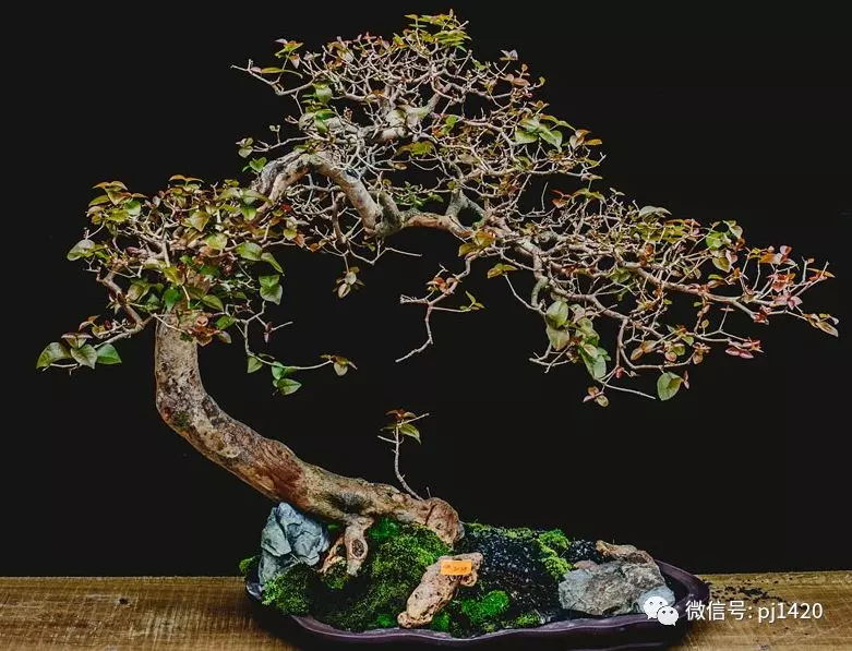 賞馬來西亞盆景,感受異國風情!