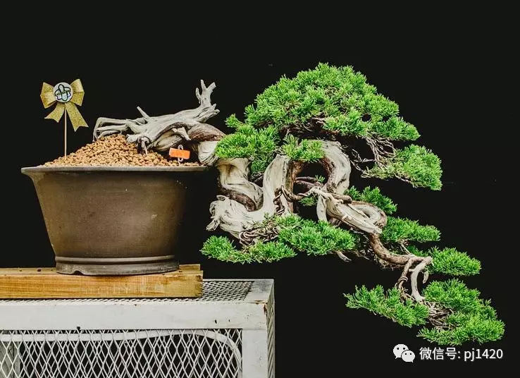 賞馬來西亞盆景,感受異國風情!
