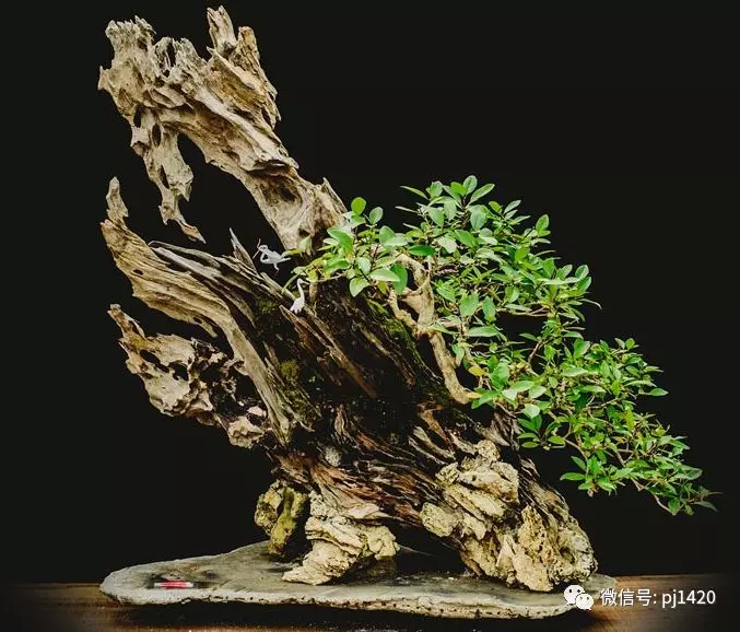 賞馬來西亞盆景,感受異國風情!