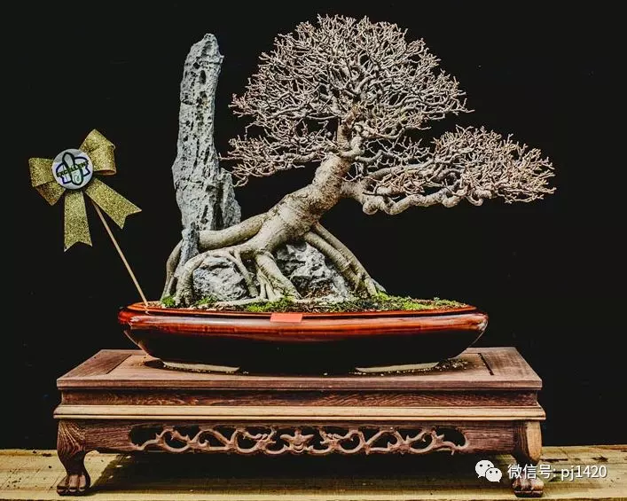 賞馬來西亞盆景,感受異國風情!