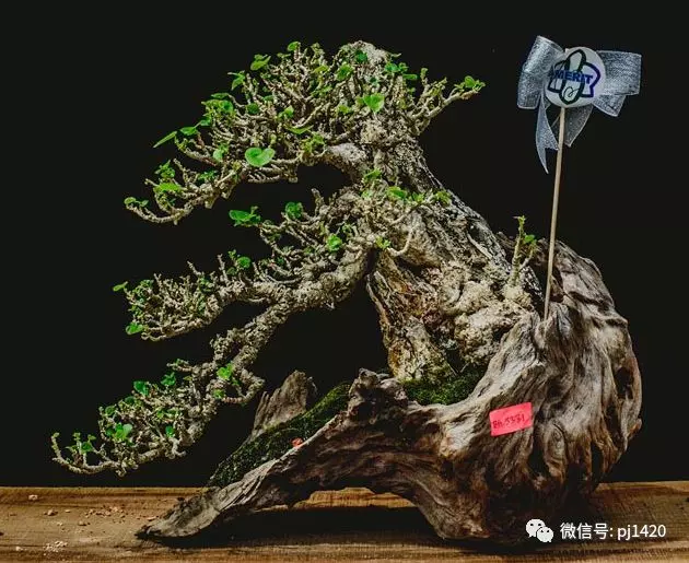 賞馬來西亞盆景,感受異國風情!