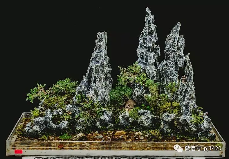 賞馬來西亞盆景,感受異國風情!