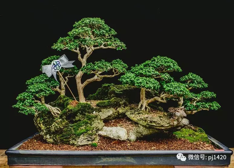 賞馬來西亞盆景,感受異國風情!